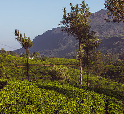 A Guide to Ceylon Tea Regions – Dilmah UK